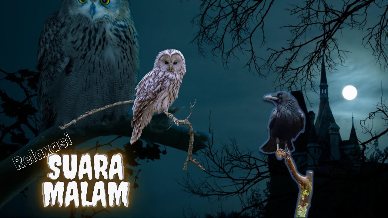 Relaksasi Suara Malam || Jangkrik, Katak, Burung Hantu, Gagak, Belalang, Nyamuk, Angin Malam
