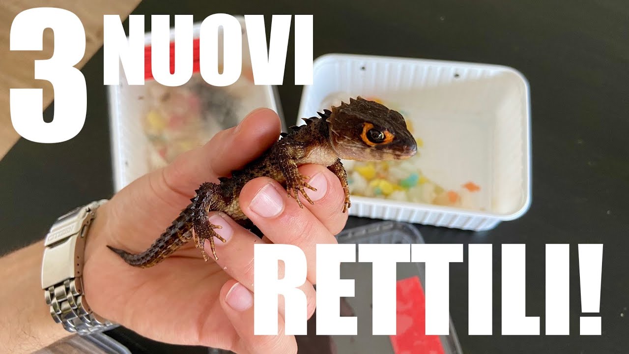 TRE NUOVI RETTILI! Acquisti in FIERA a Mantova con UNDICI GIGA! *Italian Reptile Expo*