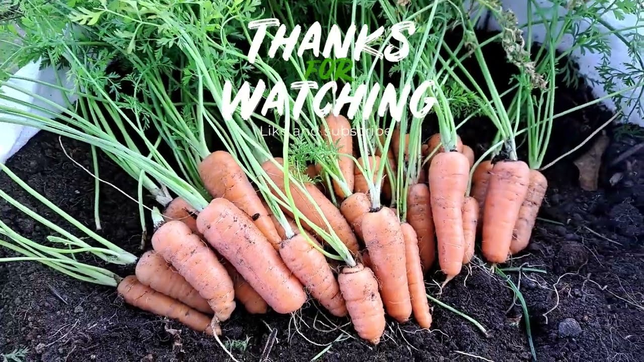 Vous n'allez pas le croire de cette façon les carottes poussent mieux . De A à Z