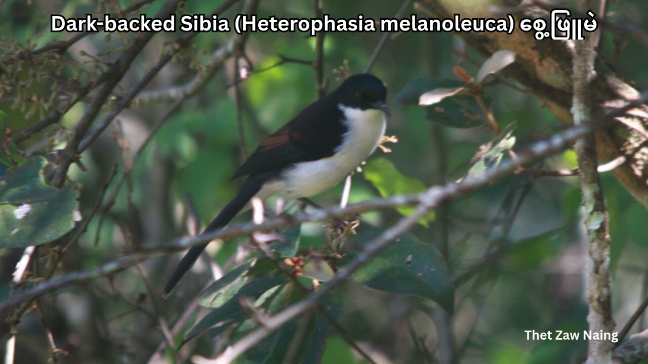 🐦🎵 Bird Sounds of Myanmar: 38 - စွေ့ဖြူမည်း Dark-backed Sibia ၏ သာယာသောအသံ (အသံ2/4) 🐦🎵