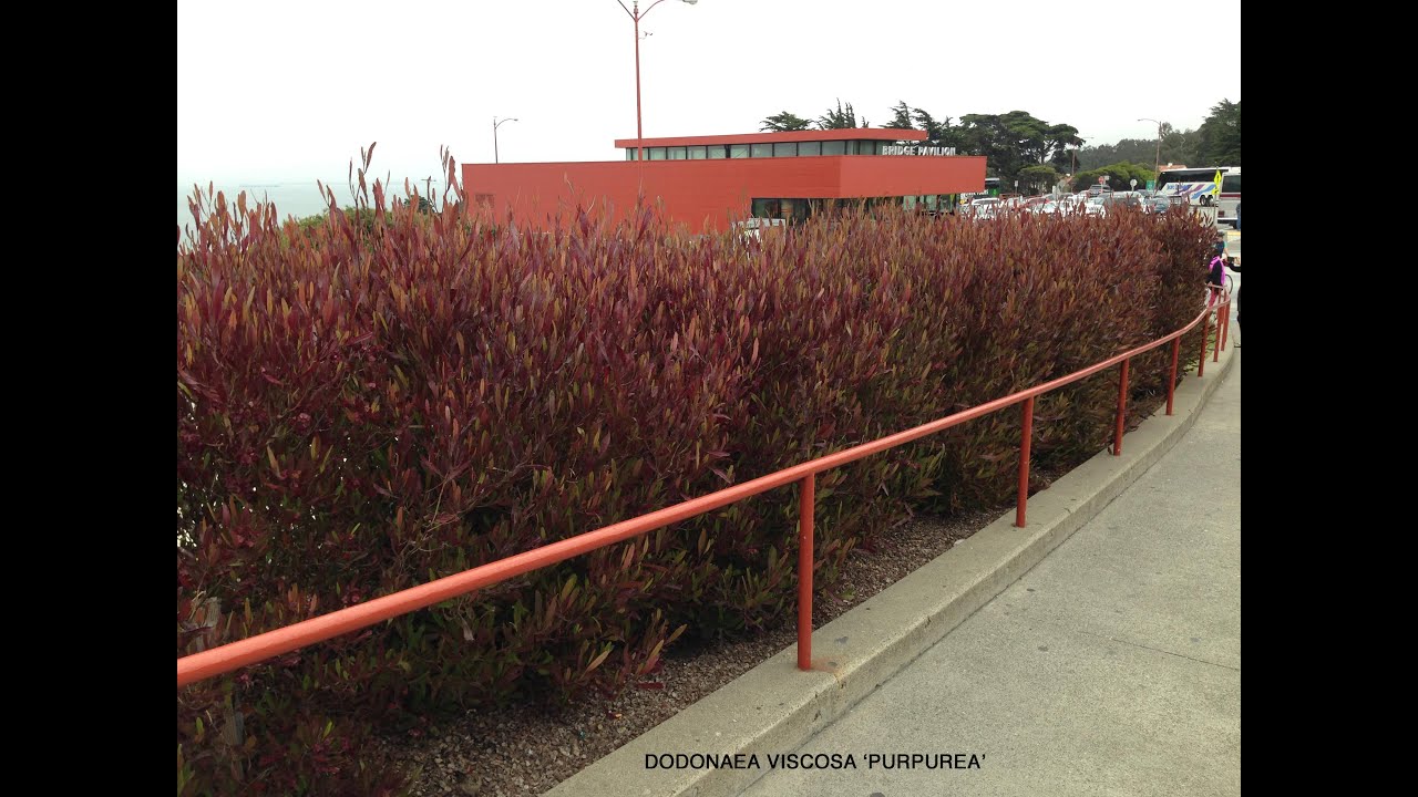 Dodonaea viscosa 'Purpurea' -  Purple Hop Bush ( Purple Hopseed Bush)