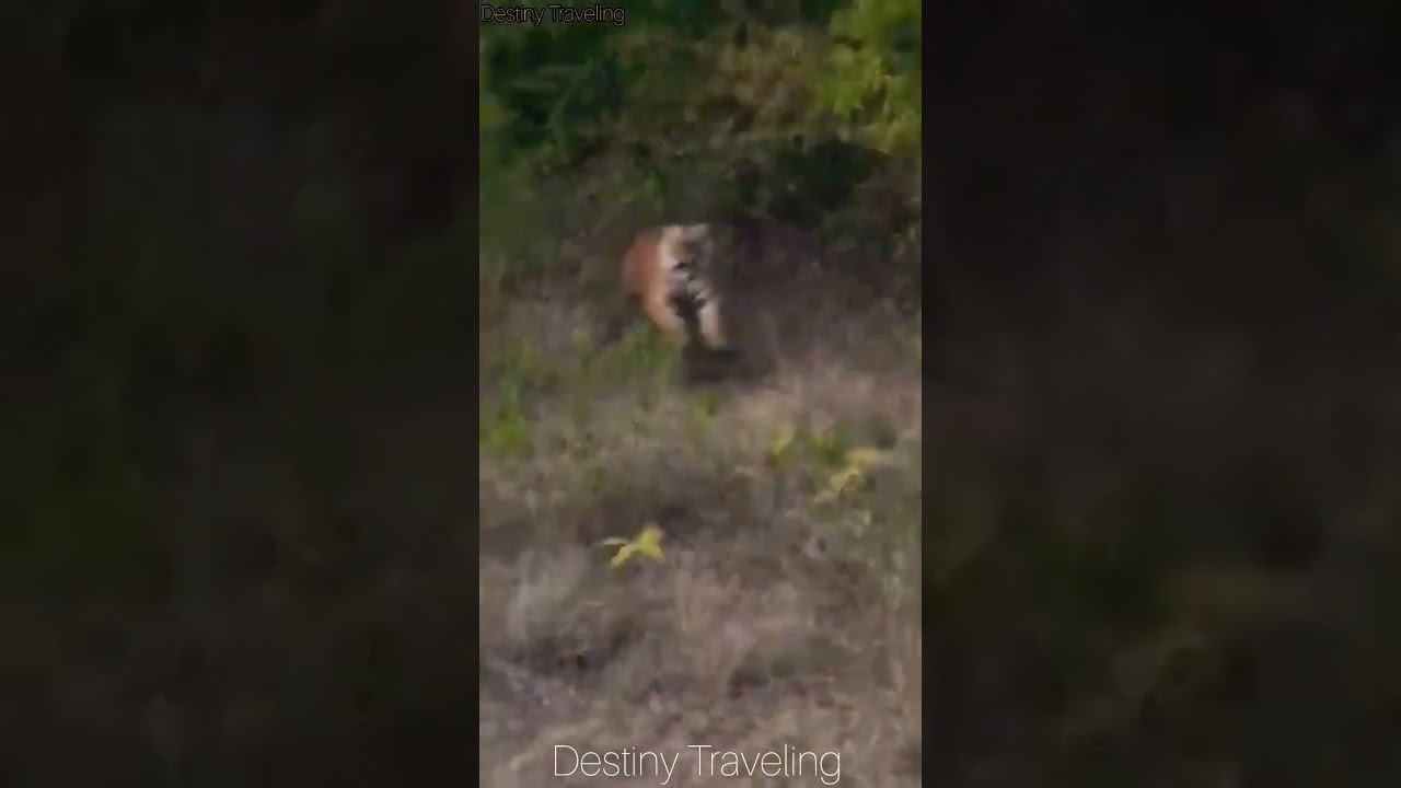 Tiger Attack Our jeep in Asaam kaziranga National Park #viral  #tiger #kaziranganationalpark #Jangle