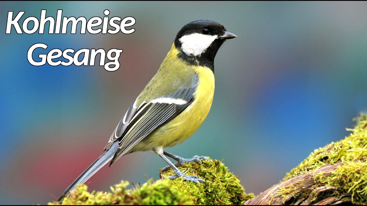 Kohlmeise Gesang - Kohlmeise Ruf
