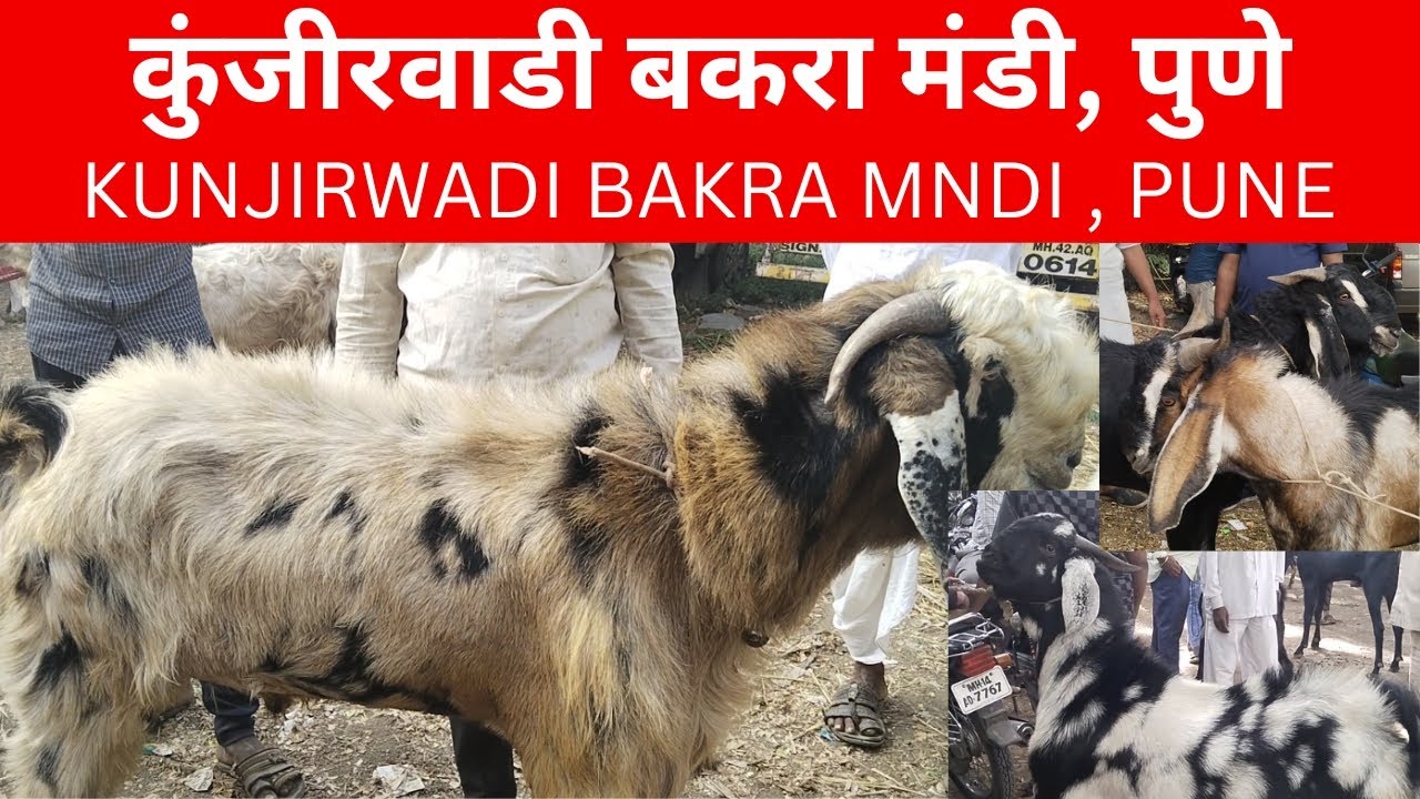 20June23 #Eid #Special #Season #Kunjirwadi #Bakra #Mandi #Pune #Goat #Market #Mandi #marketupdate
