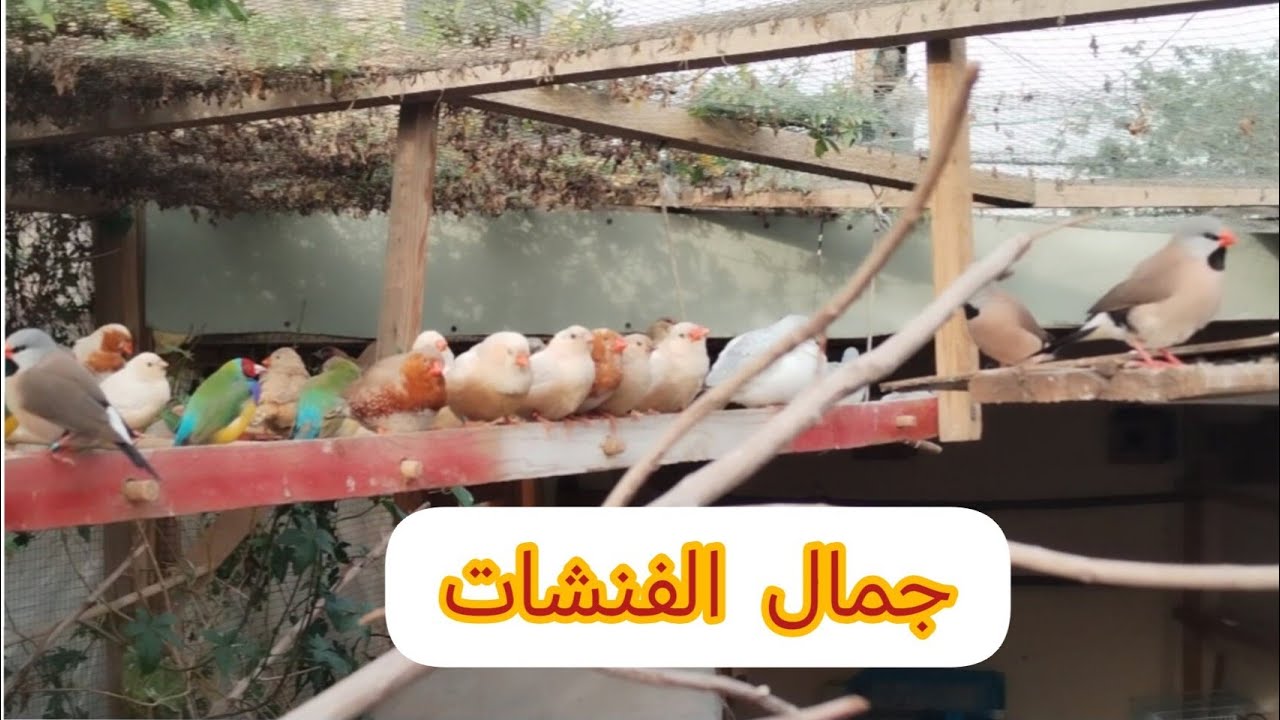 جولة بالمحمية 🌹 والحمام الملكي فقسن 🐣
