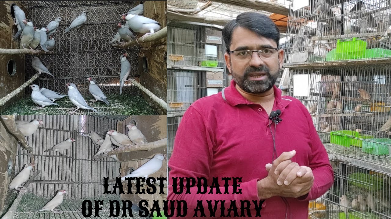 Latest Update Of DR Saud Aviaray | Java Mutations Breeding Results