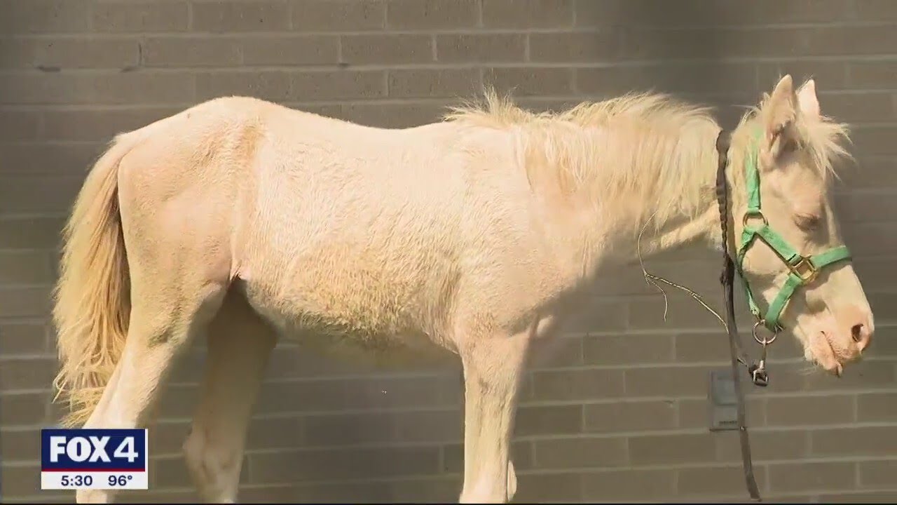 Dallas Animal Services turns dog play yard into space for badly abused horses