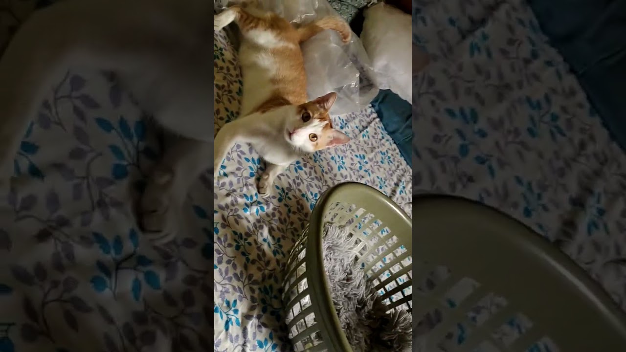 मम्मा ती दोरी माझी आहे..तू का खेळतेस?🫢🤪🐈🫣