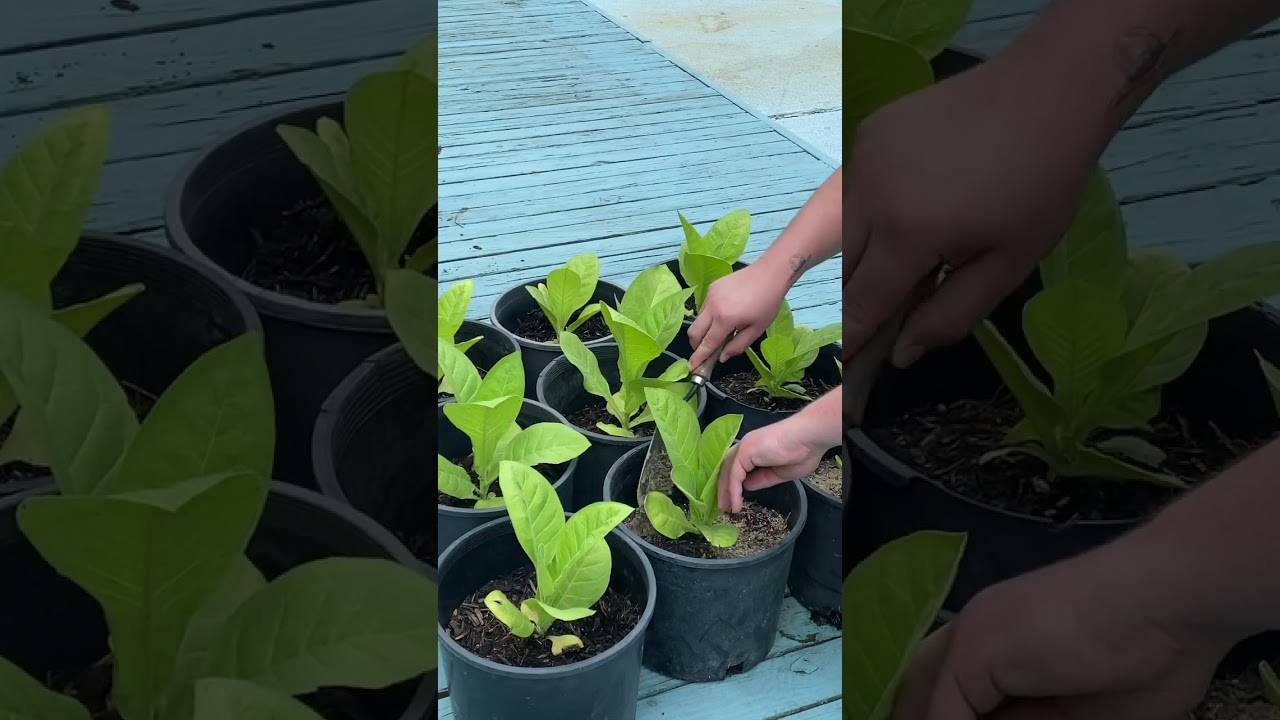 Looking back at my burley plants #tobacco #pipesmoking #pipesmokingcommunity