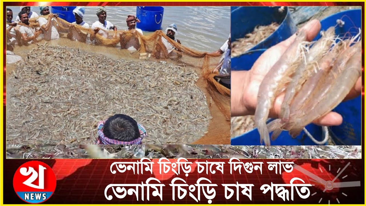 ভেনামি চিংড়ি চাষ পদ্ধতি | বাগদার চেয়ে ২০গুন লাভ ভেনামি চাষে | venami chingri | @Khulnarkhobor