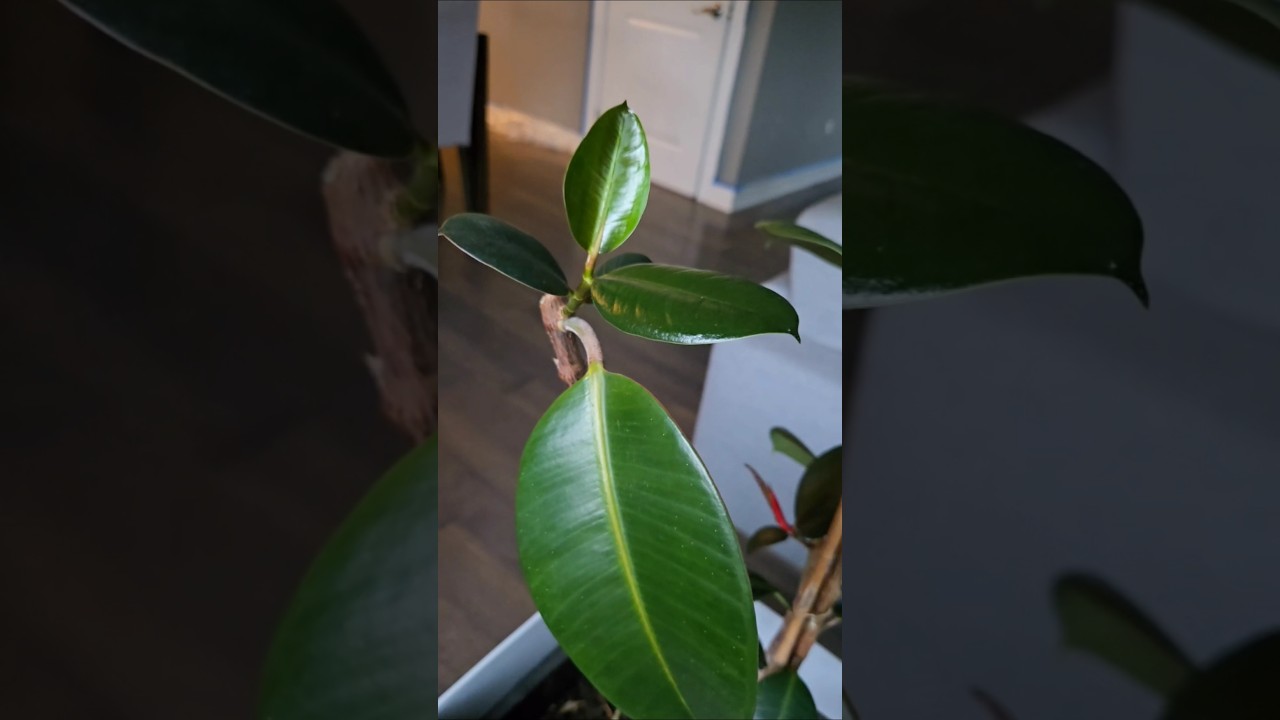 Notch Rubber Tree Plant to Encourage New Branches