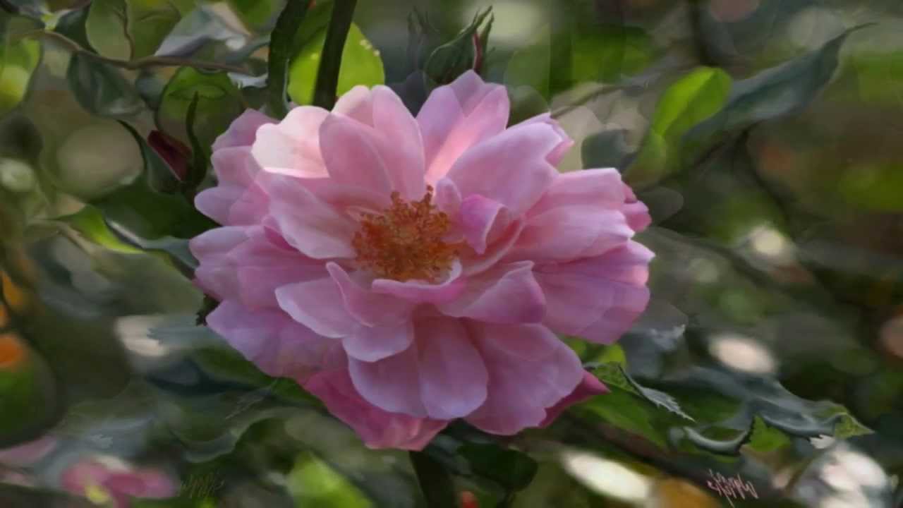 Beautiful Names of God ~S&aacute;ra Rain & Sufi Circlers