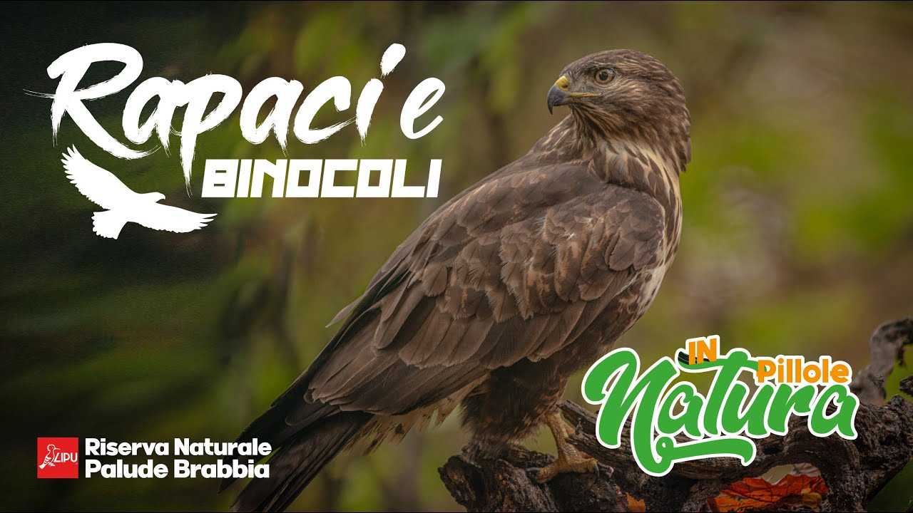 Pillole in Natura: Ep11 - Rapaci e binocoli