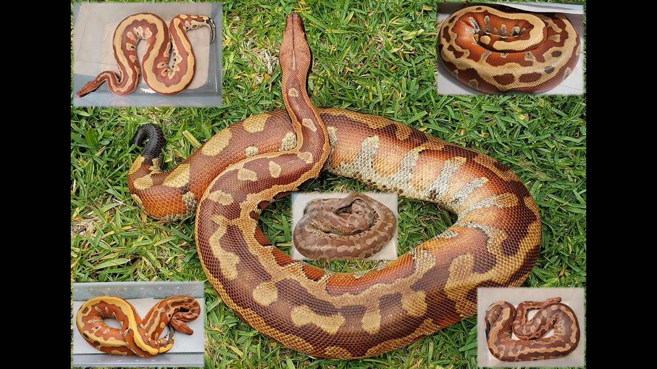 Showing off some Adult Blood Pythons