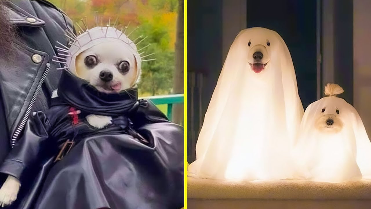The Best Halloween Pet Costumes 🎃 👻 halloween costume ideas
