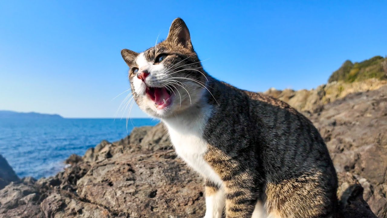 кот на скале