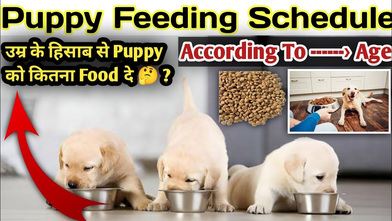 Puppy Feeding Schedule || According To Age || उम्र के हिसाब से कितना खाना दे 🤔 ? Puppy कितना खायेगा
