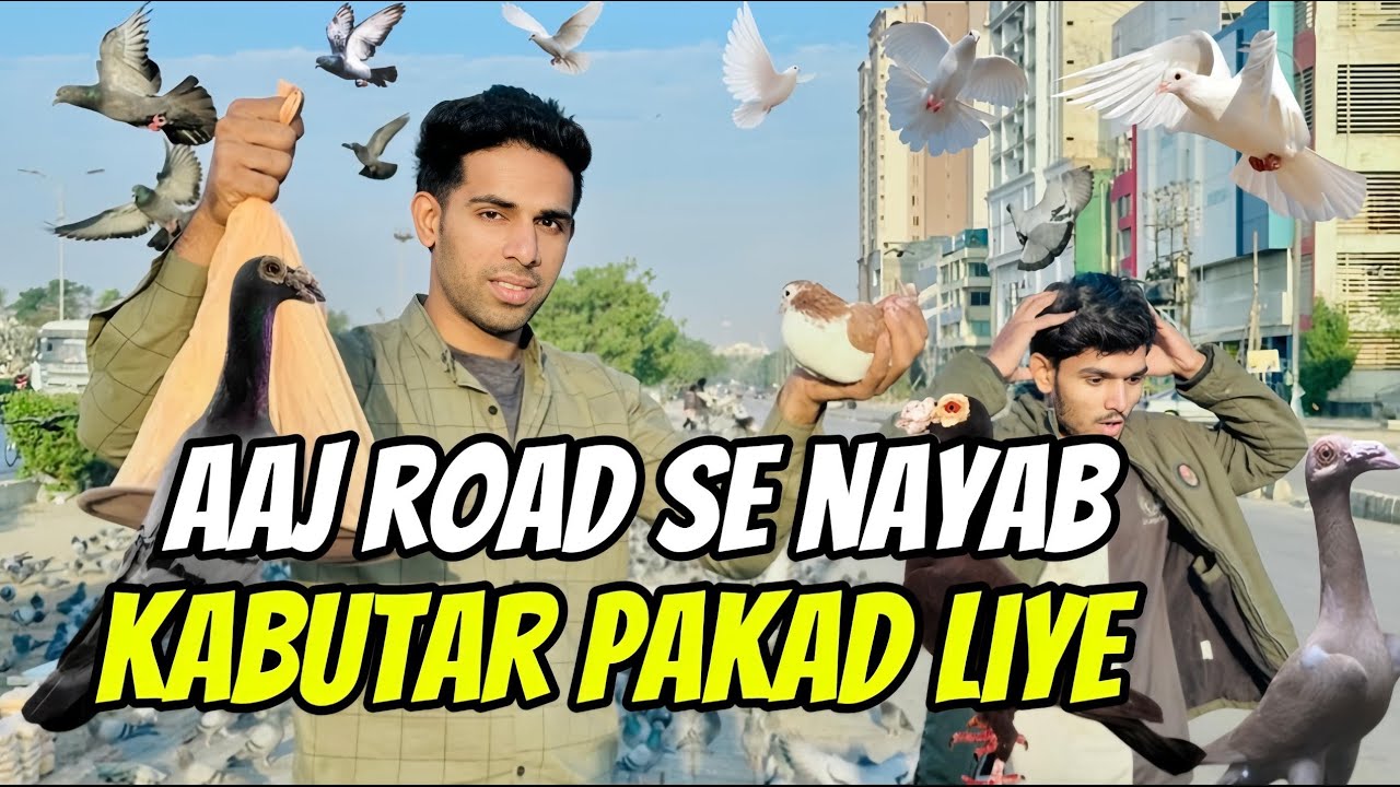 😱🕊️🦜🦃🐦‍⬛Aaj road se nayab kabutar pakad Liye🦃🐦‍⬛🕊️🦜