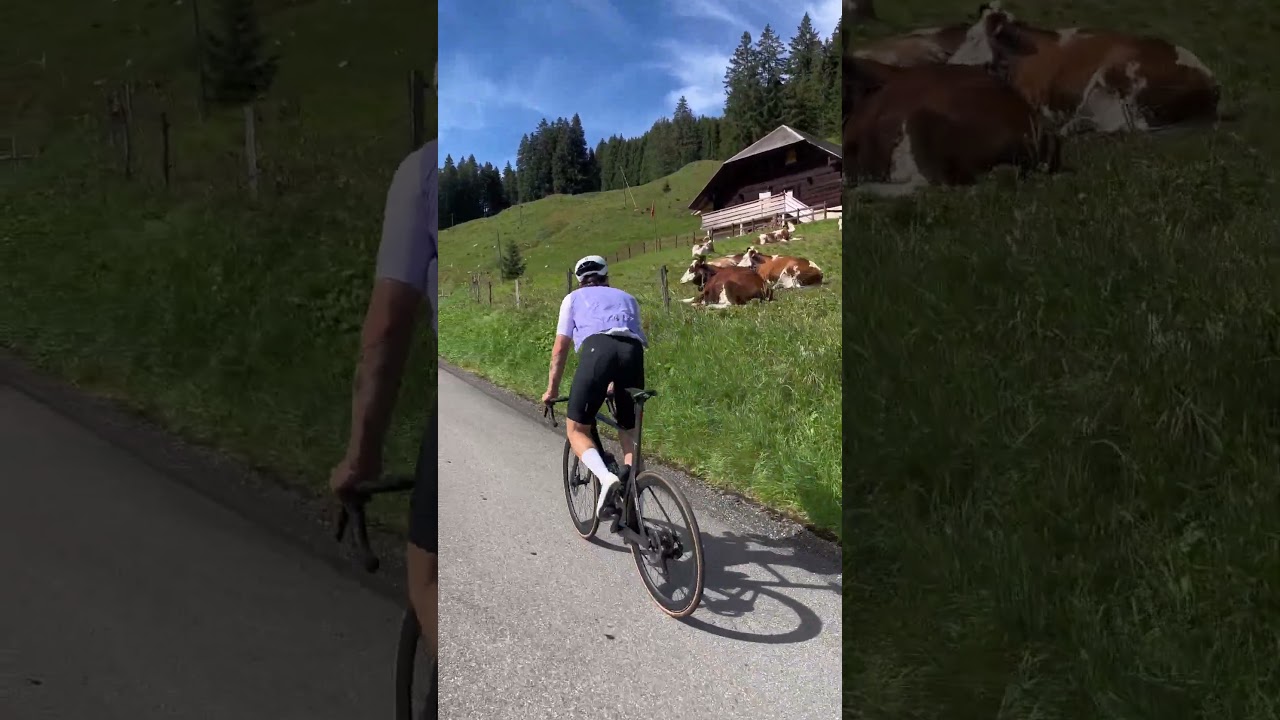 Back in Swissneyland.