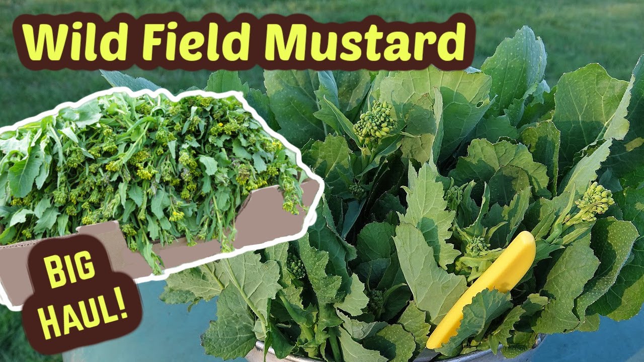 It's like finding money. Don't overlook flowering wild field mustard, Brassica rapa