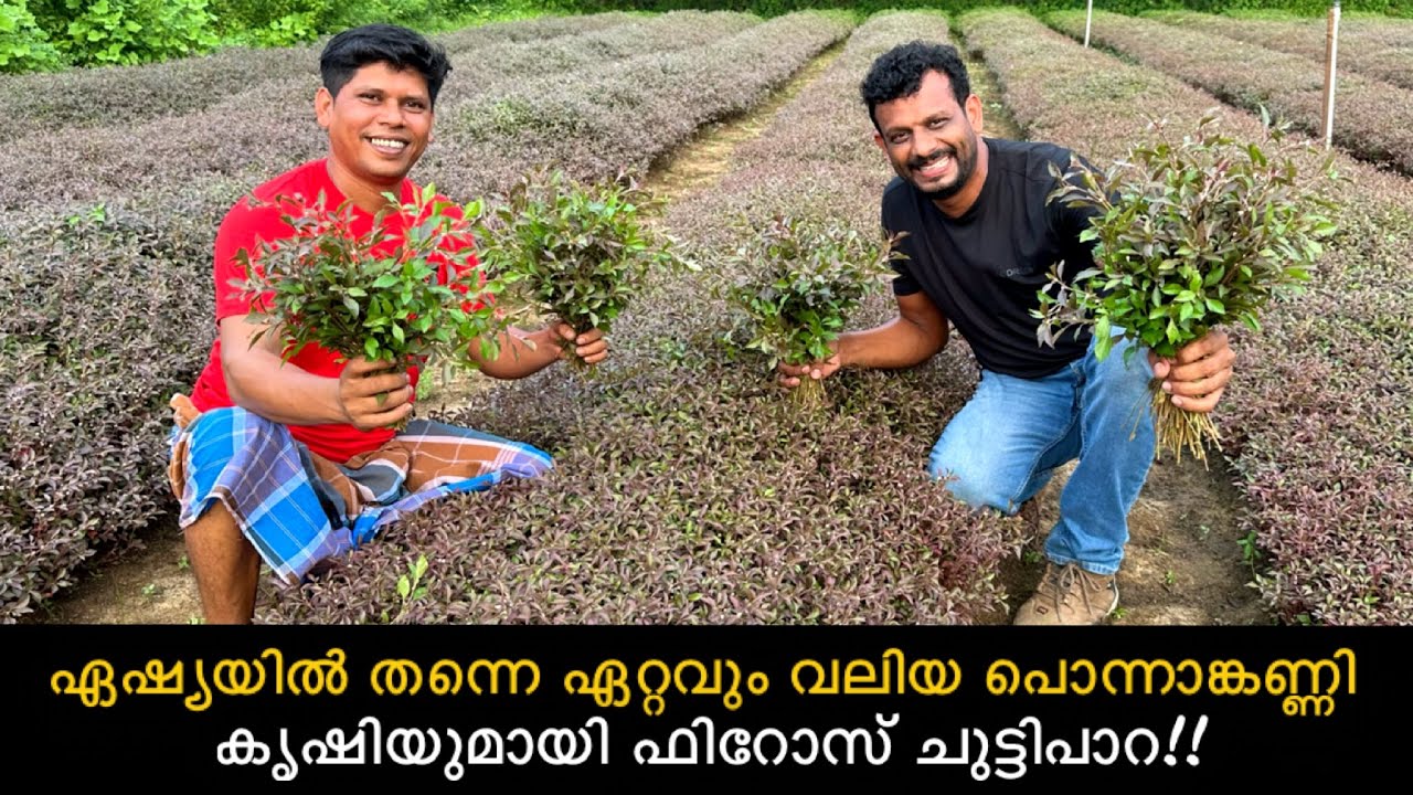 ഏഷ്യയിൽ തന്നെ ഏറ്റവും വലിയ പൊന്നാങ്കണ്ണി കൃഷിയുമായി ഫിറോസ് ചുട്ടിപാറ | Ponnanganni cheera