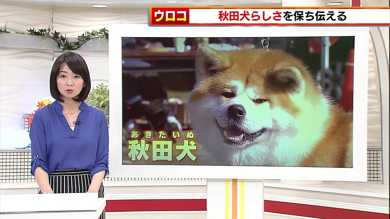 【トレタテ！】千田さんの目からウロコ「秋田犬らしさを伝える展覧会に目からウロコ」