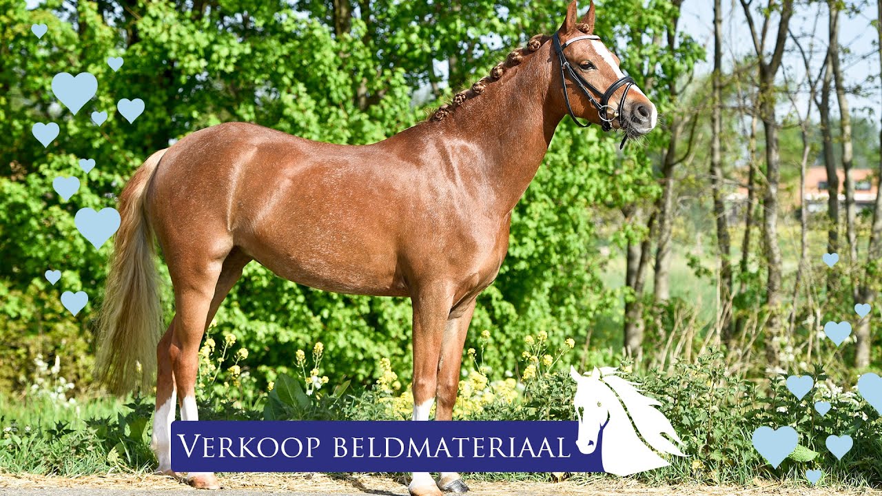 Verkoop Video en Foto's maken van je Pony -verkoop pony - * Hart voor Paarden *