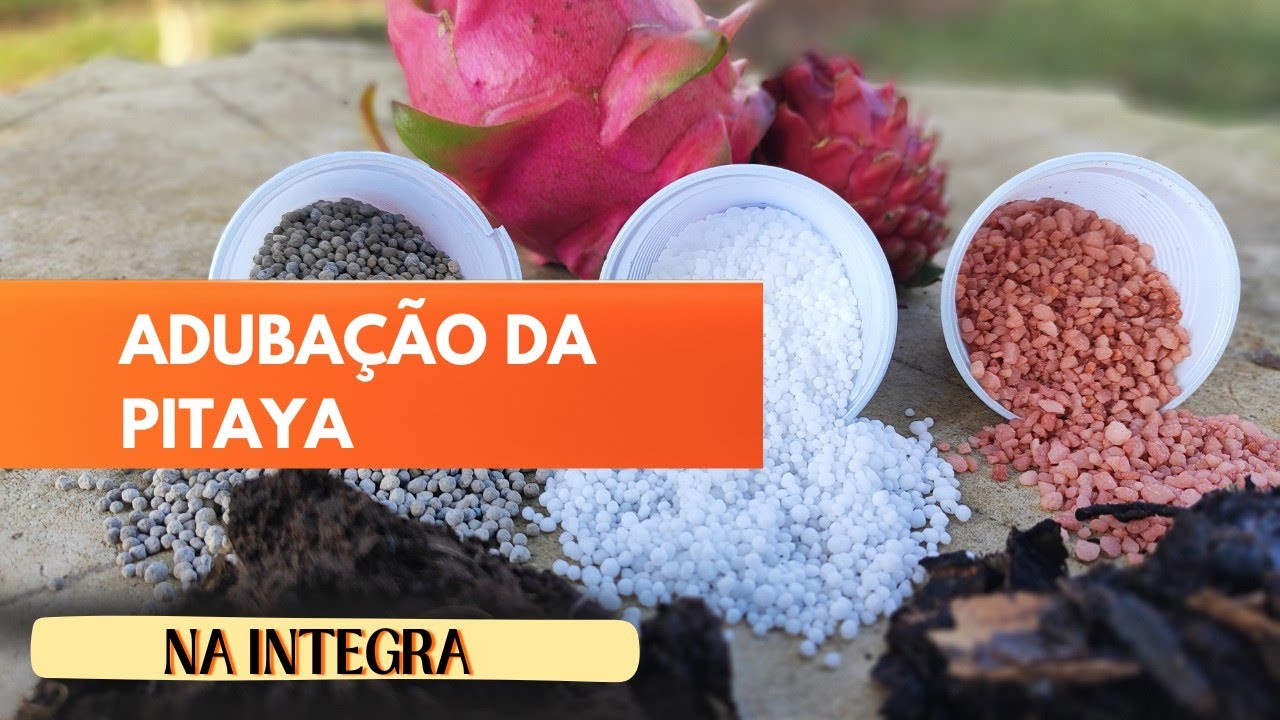 Tudo o que você precisa saber, sobre adubação das Pitayas!