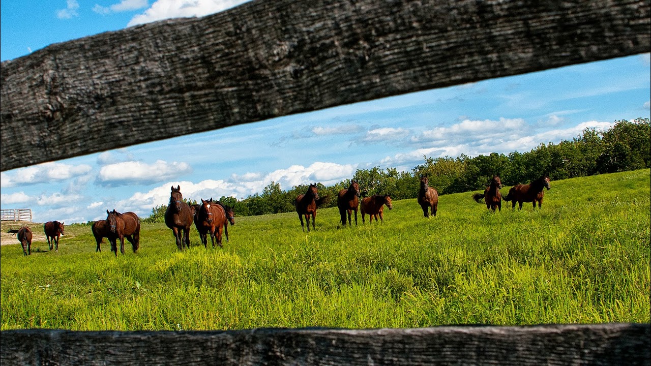 Mustang Vision february 25th 2025