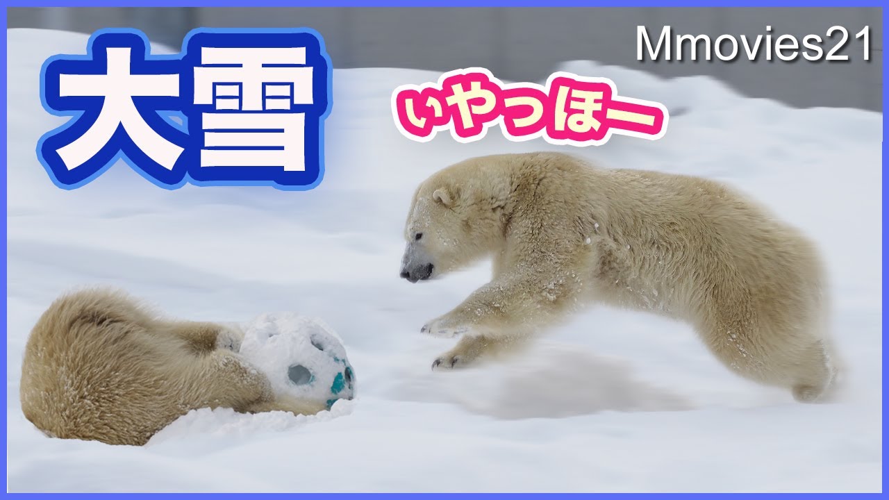【Ценный отчет】 Потрясающе! Белые медведи ныряют и играют в снегу