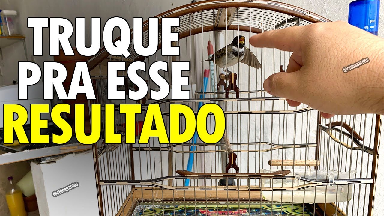 Como amansar qualquer coleiro e papa capim rápido