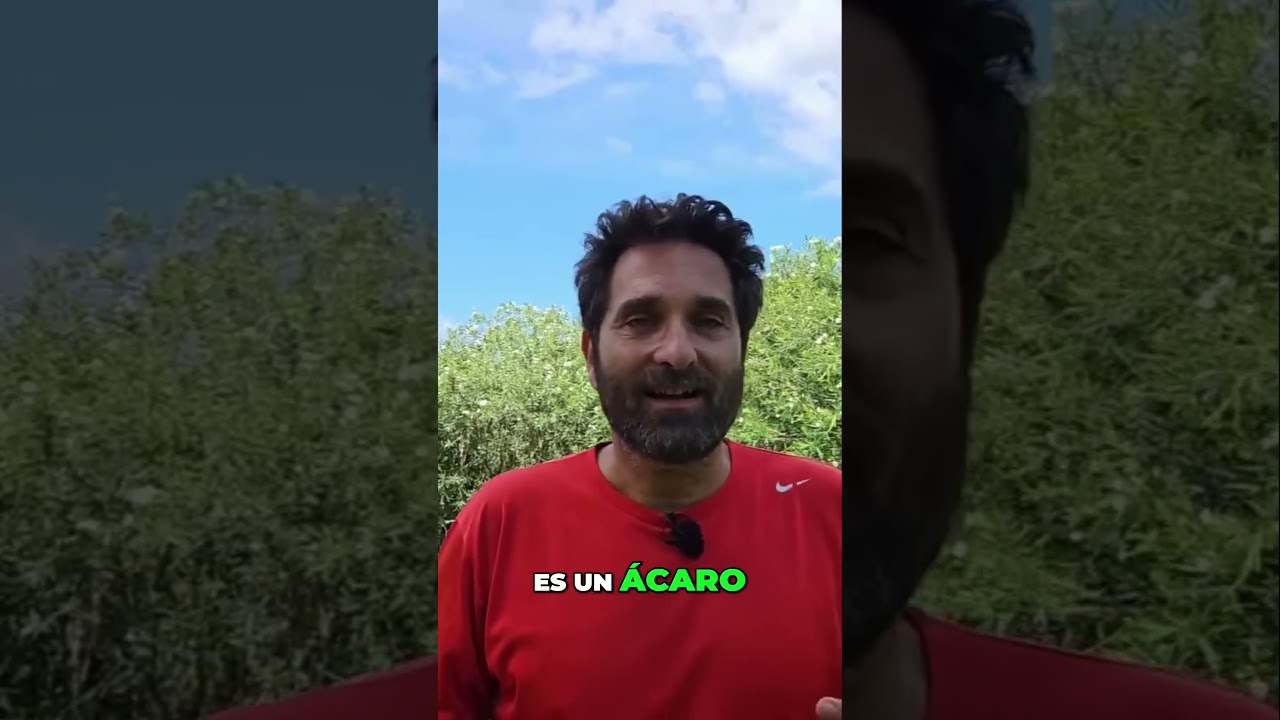 &iexcl;Ara&ntilde;uela roja! 🕷️ Adi&oacute;s plantas, &iexcl;hola telara&ntilde;as!