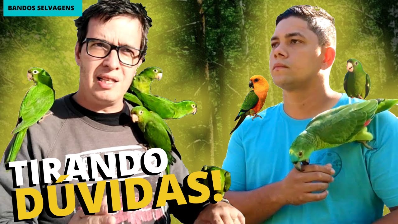 TIRANDO DÚVIDAS! AVES QUE PRATICAM VOO LIVRE SE JUNTAM A BANDOS SELVAGENS?