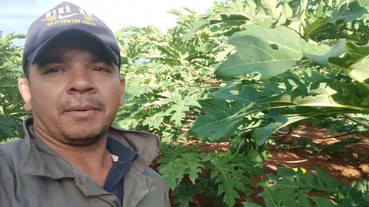 Pro Mamão  produzir bem, tem que estar tudo em dias