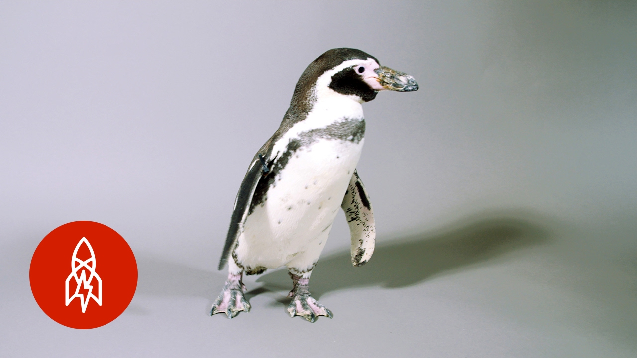 The Humboldt Penguin Slides for Survival