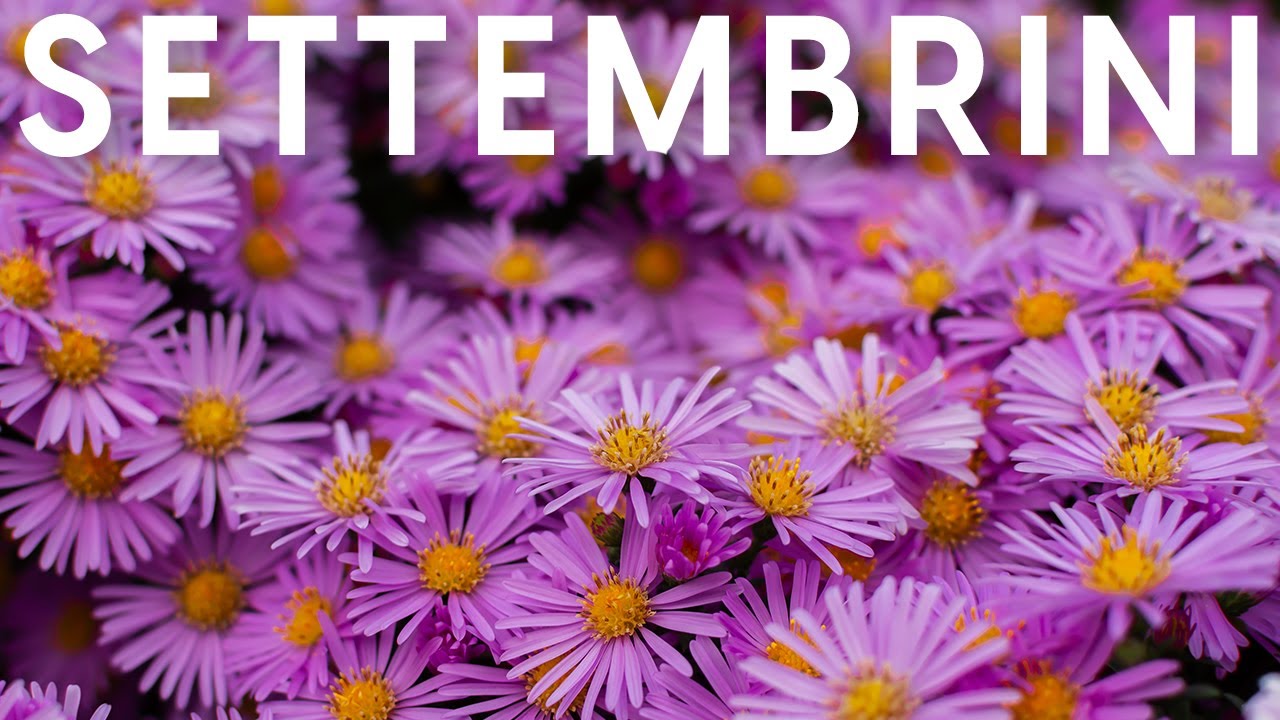 Aster, cura e coltivazione dei settembrini, perenni autunnali