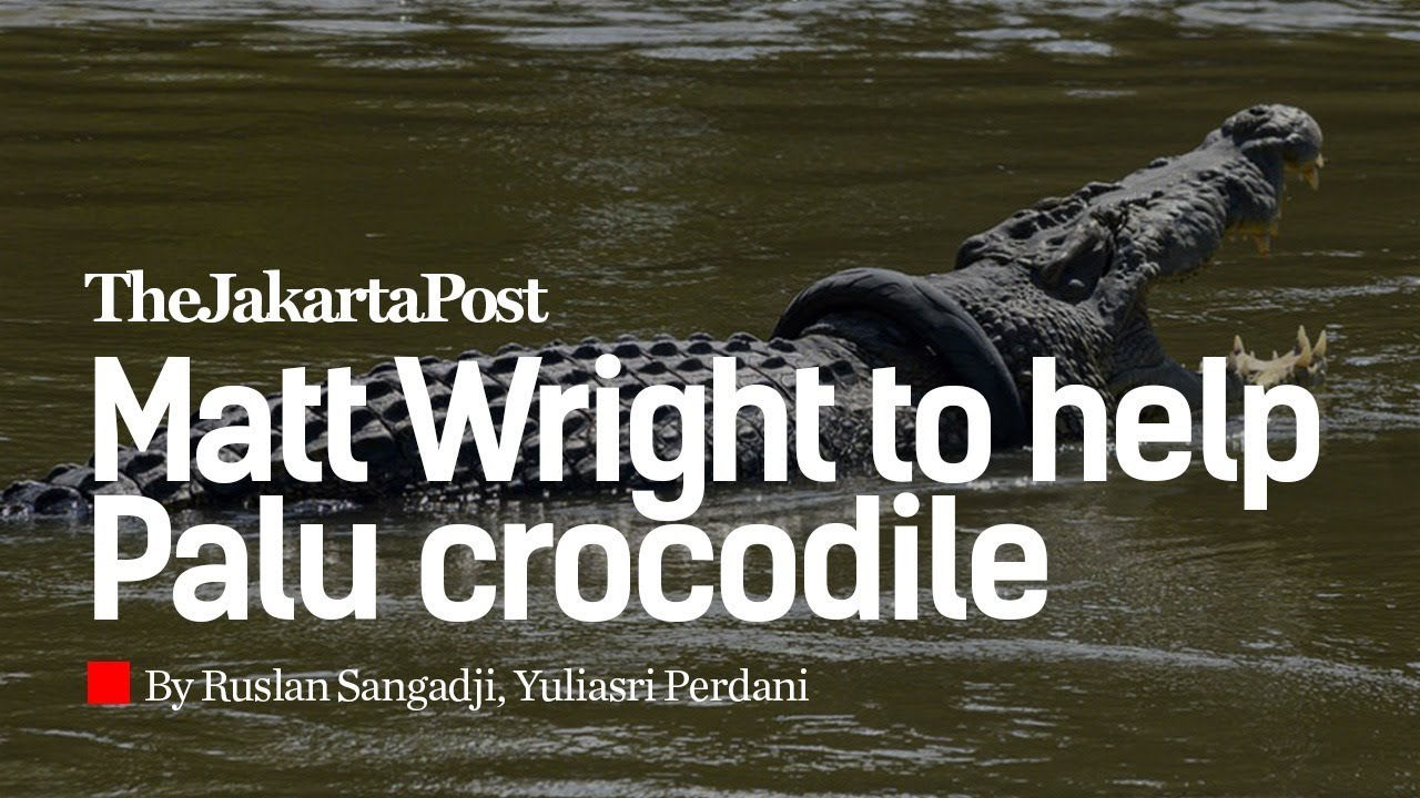 Australian presenter Matt Wright to help Palu crocodile stuck in tire for years