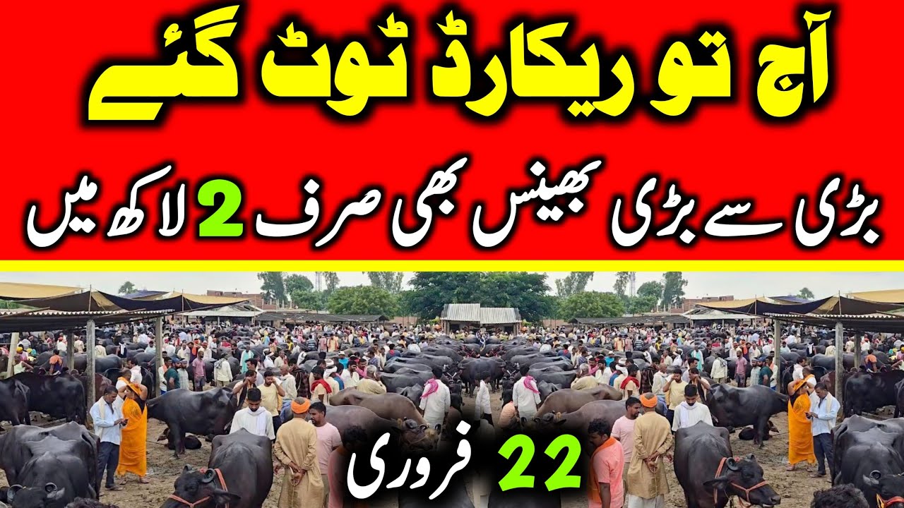 Today Malumor Mandi Jhang Update | Buffalo Fresh Rates Update 2026 | Buffalo Mandi 2026 !