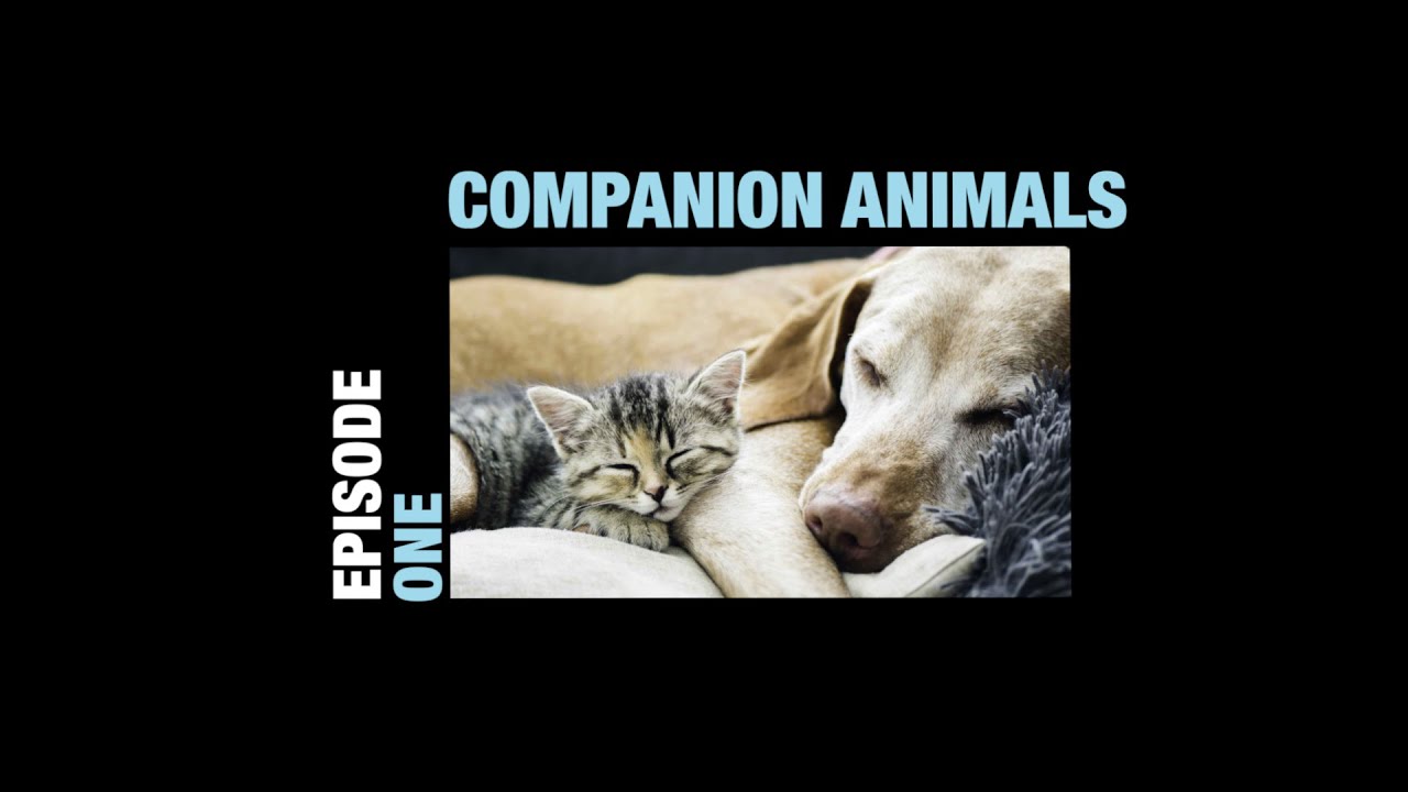 Companion Animals (Trailer)