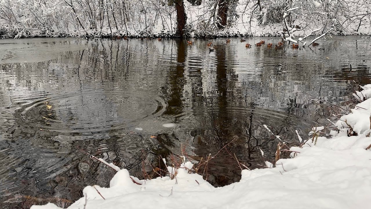 Duck Pond | Cold Vibes | 4K