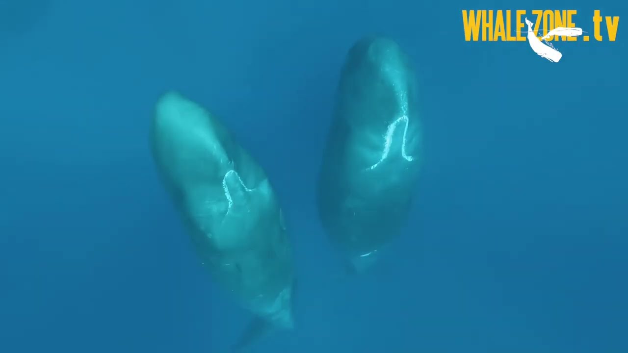 Do Whales and Dolphins Stop Reproducing? | WHALEZONE.TV S4E12