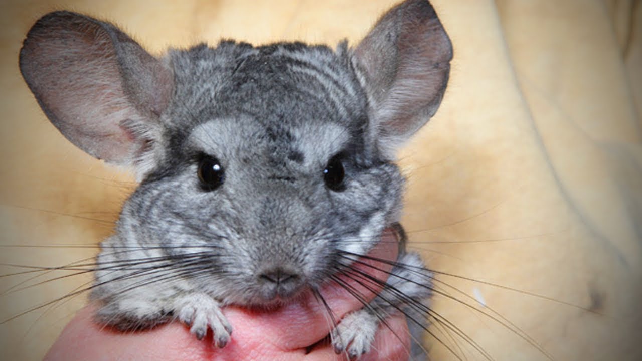 Funny Chinchilla 🐭Funny and Cute Chinchilla (Full) [Funny Pets]
