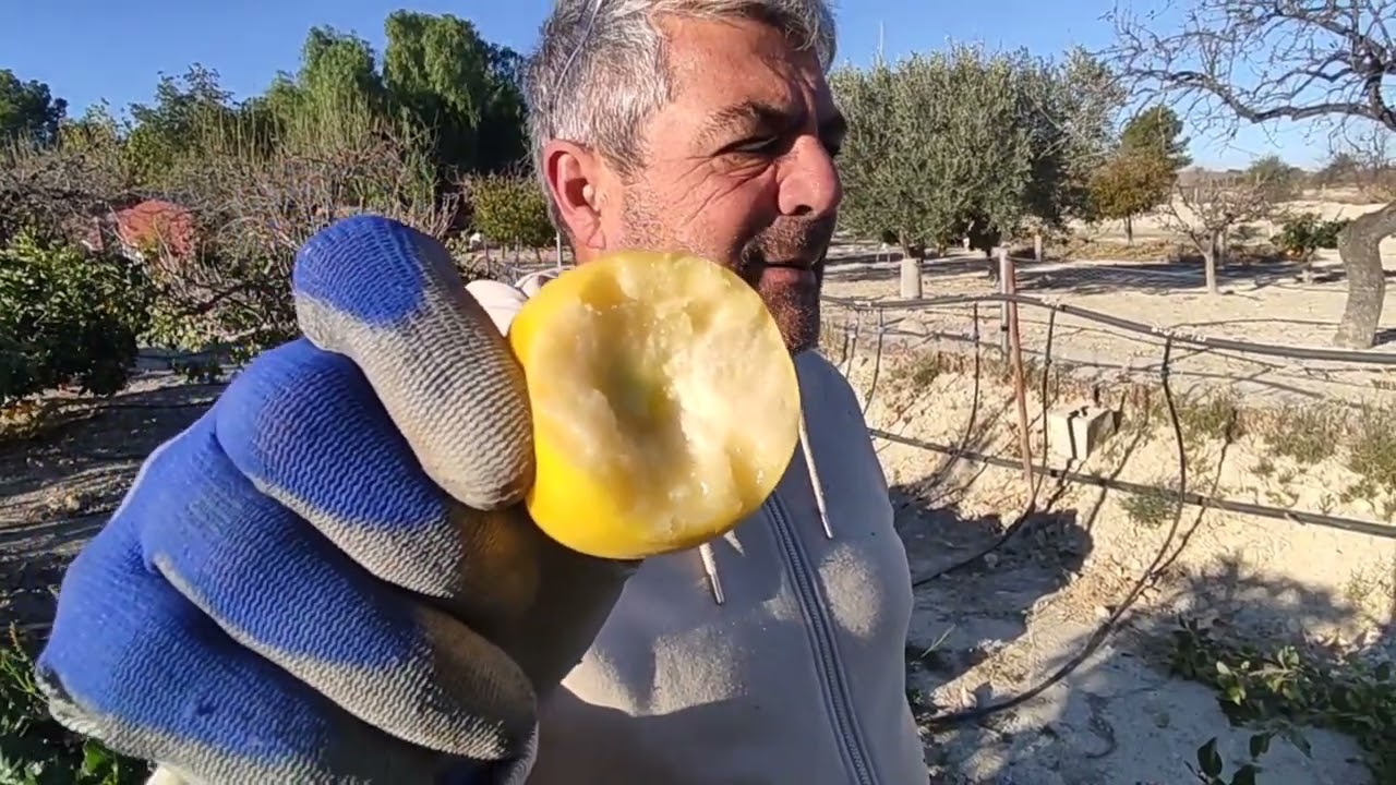 Como podar los manzanos del huerto