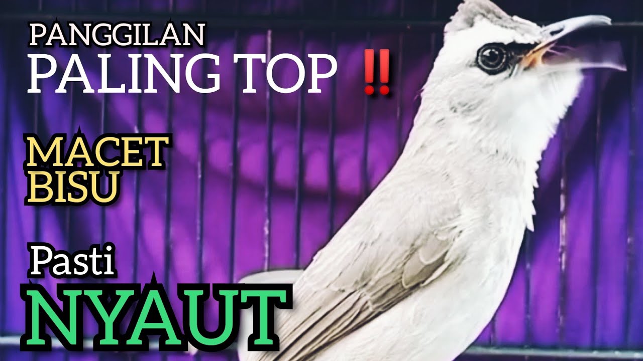 TRUCUKAN BAHAN Trucuk Ombyokan Trucuk PAUT BISU PASTI BUNYI DENGAR SUARA TRUCUK GACOR NGALAS INI ‼️