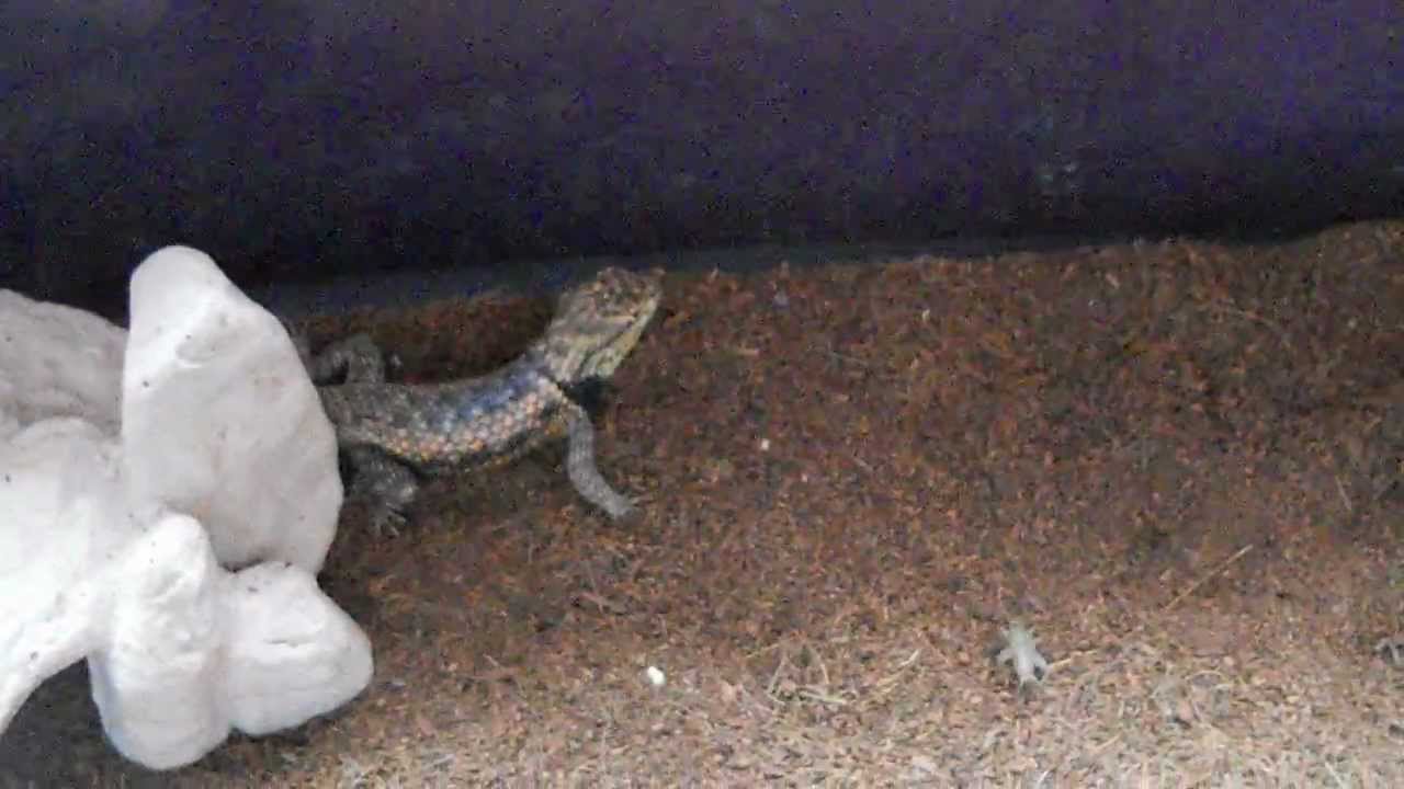 Desert Spiny Lizard - Edgar eating crickets