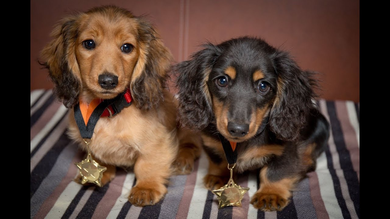 Romanee & Conti - Miniature Dachshund Puppies - 4 Weeks Residential Dog Training