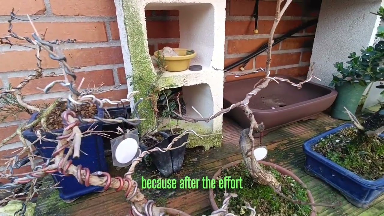 Chaenomeles BONSAI fechas de trasplante y cuidados 🏥 bonsai transplant dates chaenomeles 