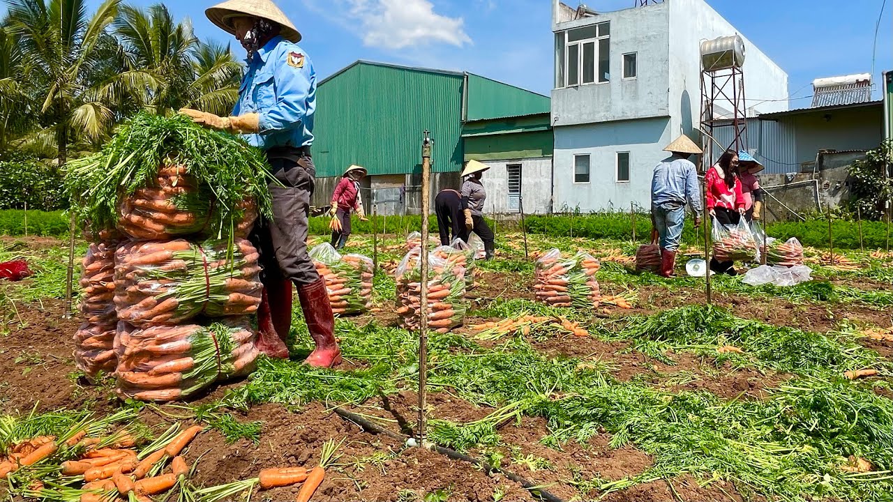 Thu Hoạch Cà Rốt Đà Lạt, Nguyên Liệu Sử Dụng Nhiều Trong Món Ăn Ngày Tết