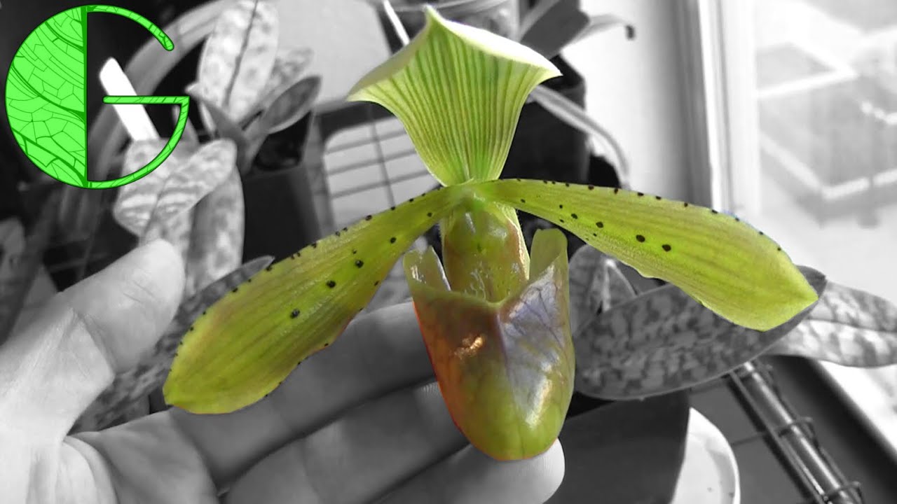Complete orchid collection update • Greenhouse and Apartment • 24 April 2020