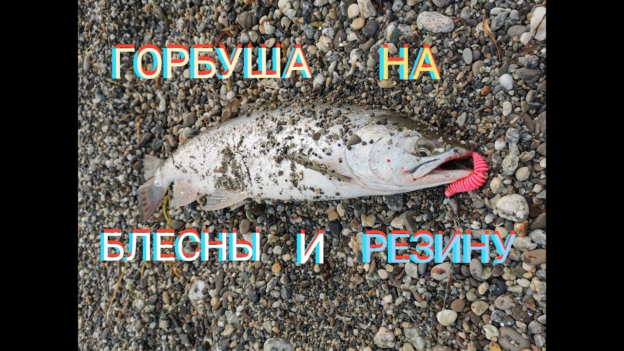 Ловля горбуши на Сахалине! Наконец то проклюнулась!